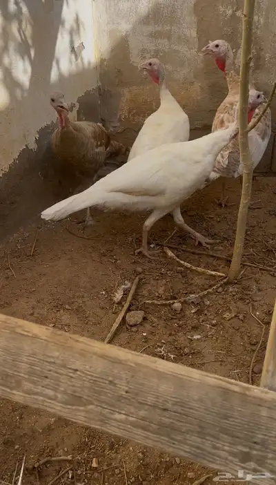 دجاج رومي نظيف ومنتج 0