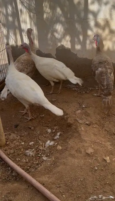 دجاج رومي نظيف ومنتج 1
