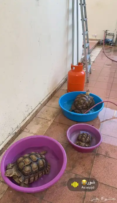 سلاحف سولكاتا 3