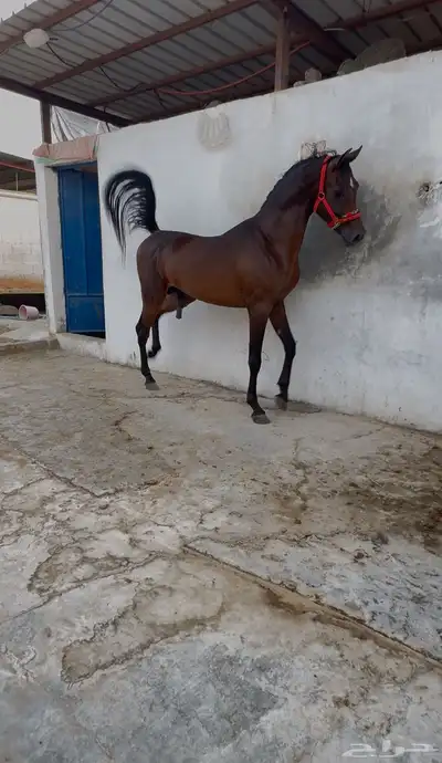 مهر عربي شعبي 0