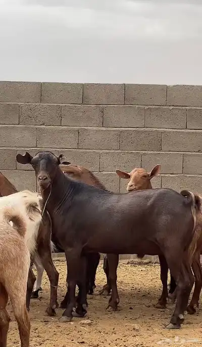 معزاء جم حص بفحلها 0