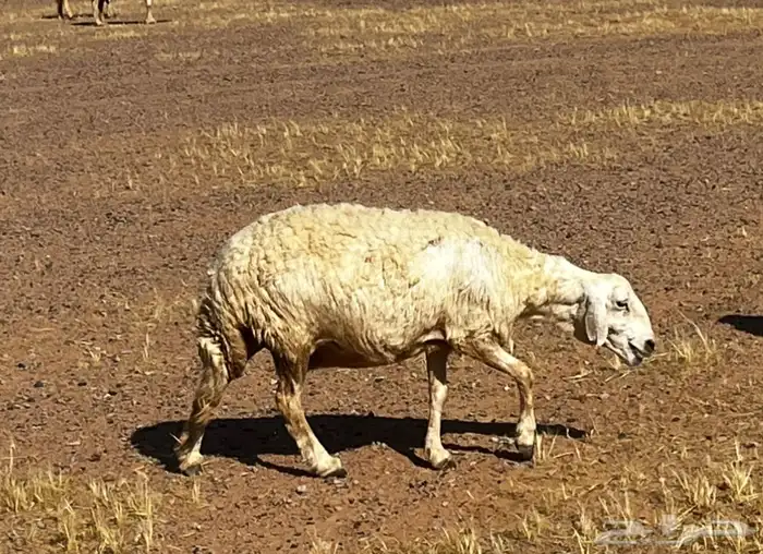 للبيع غنم مضربه على فحول طيبه 12