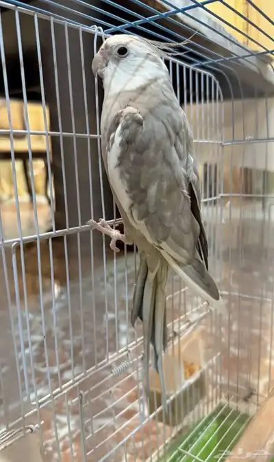 طير كروان 3