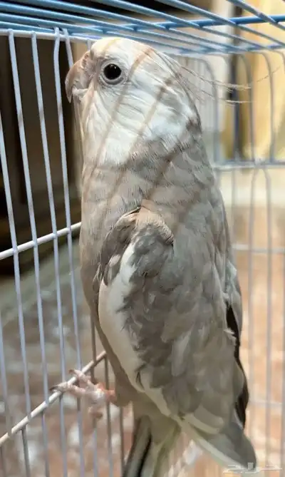طير كروان 4