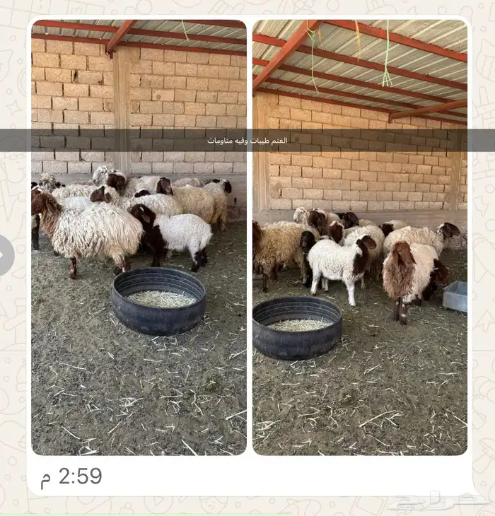 غنم نعيمي للبيع 0