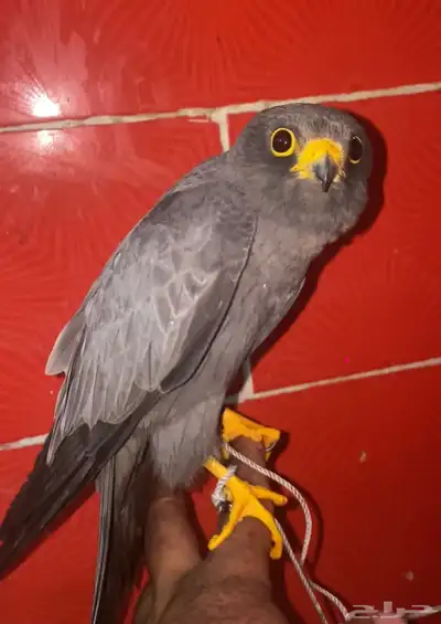 بكه جليميه 1