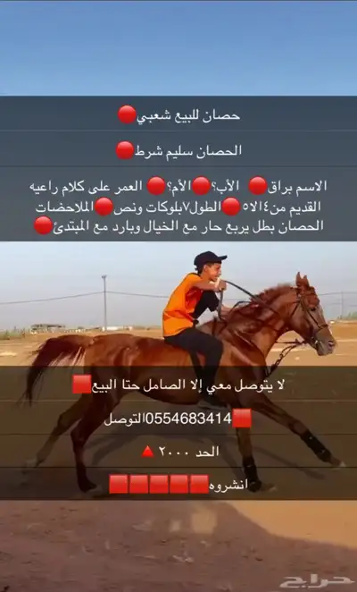 حصان للبيع شعبي 0