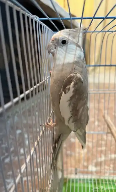 طير كروان 2