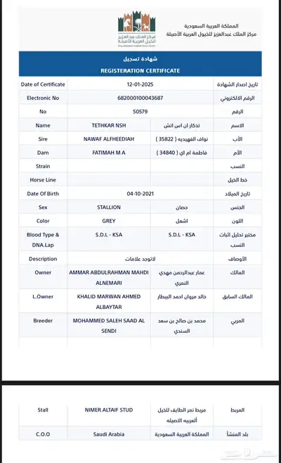 حصان فحل فاخر للبيع 7