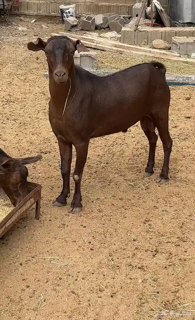 معزاء جم حص بفحلها 1