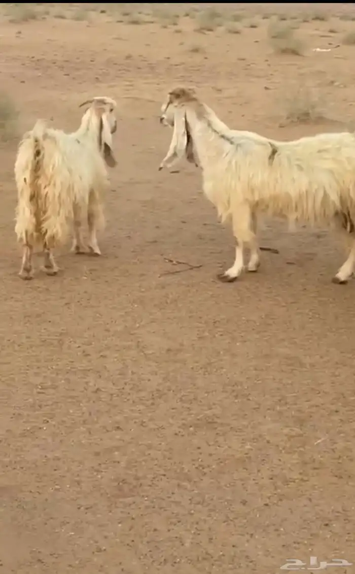 معزا بيض عوارض صنف 1