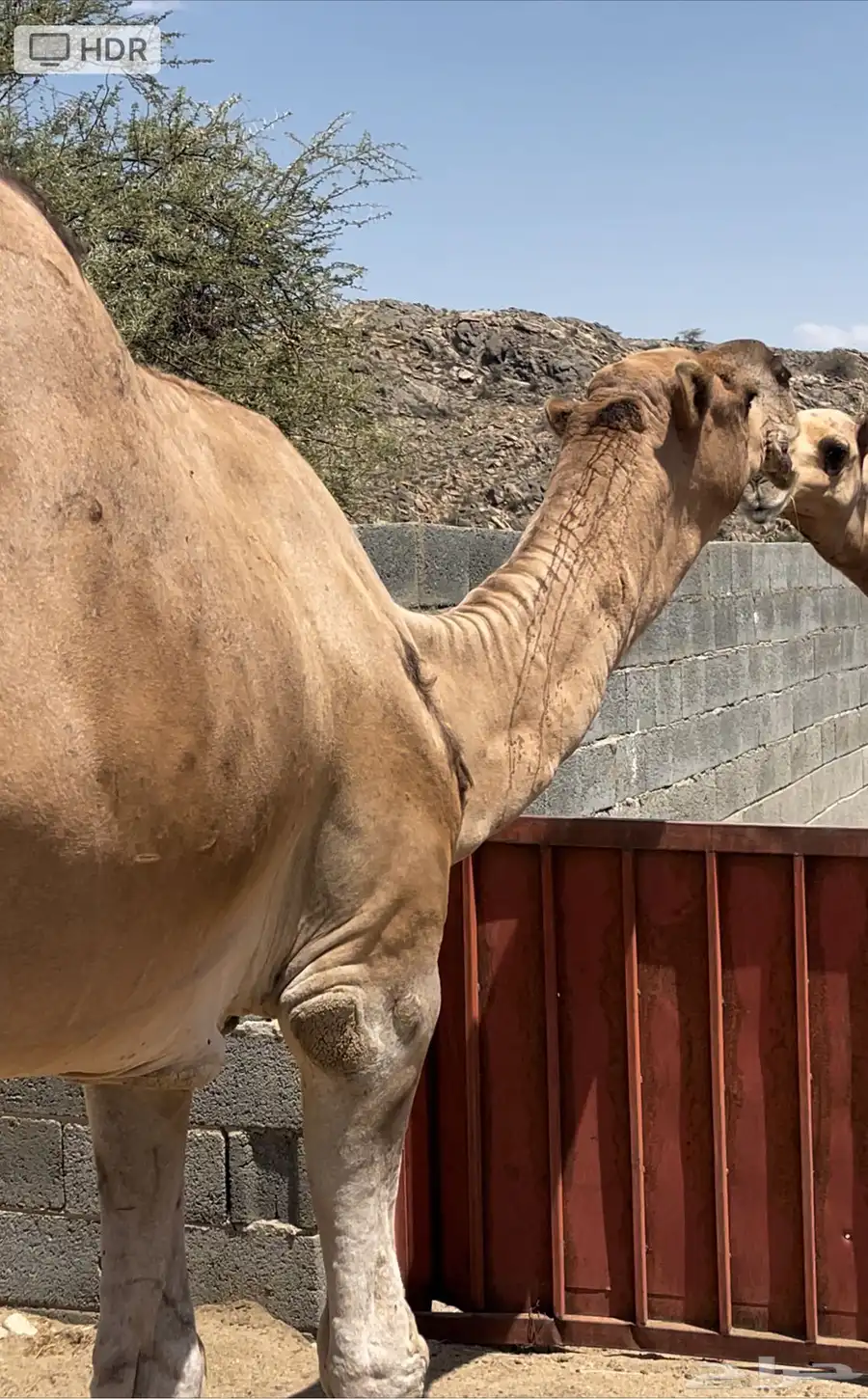 بعير حمر اوارك هايج ناب مشروط index