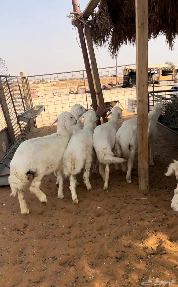 بهم حري نظيف 0