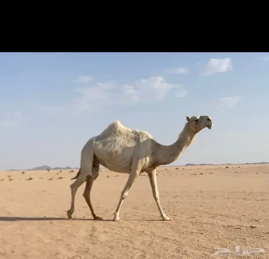 ضروبه كفوو مبيوع حاشيها قبل شهر ونص وديدها حي 0
