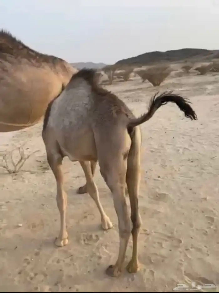 قعود لباني اثمان 1