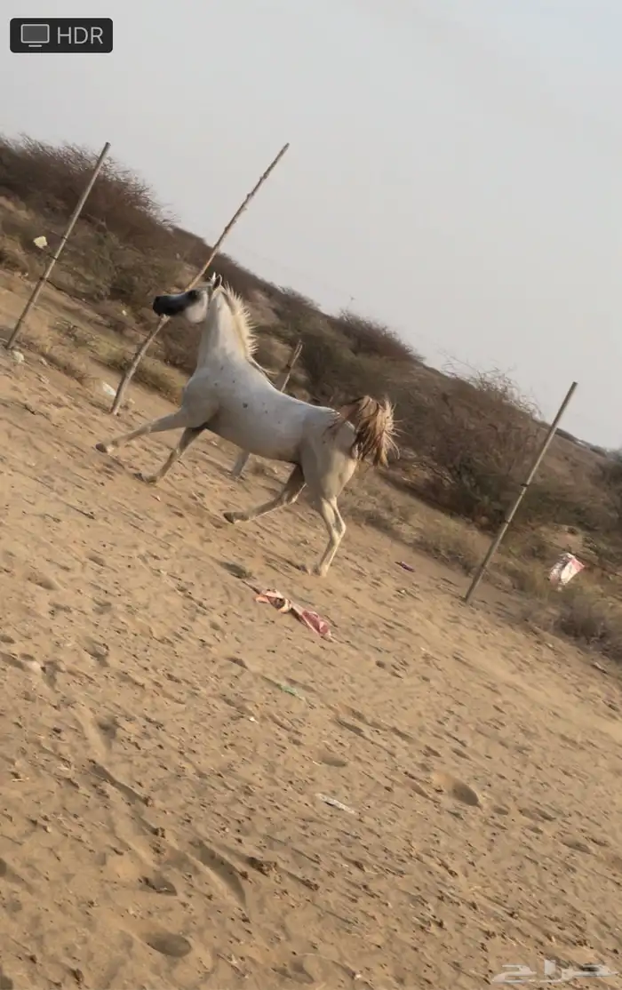 خيل شعبي 5
