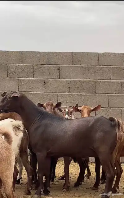 معزاء جم حص بفحلها 2