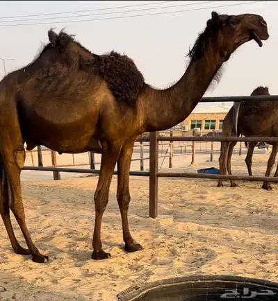 قعود فحل كفو 0