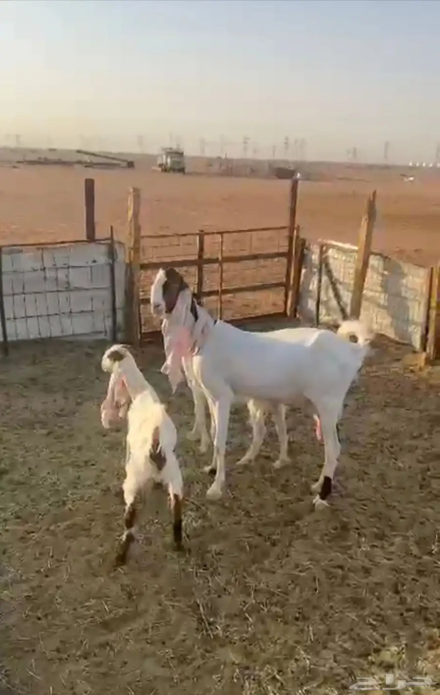 اهل الزين 0
