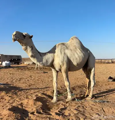 جمل اوضح 2