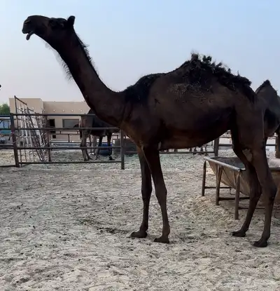 بكار فرديات مجاهيم 1