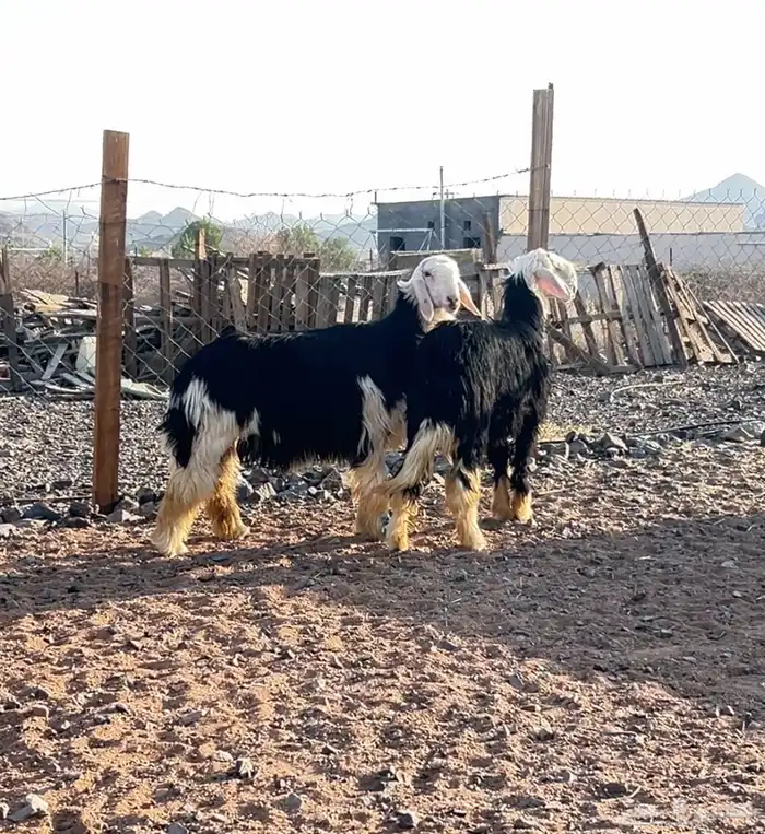 رخال نجد جذعات 1
