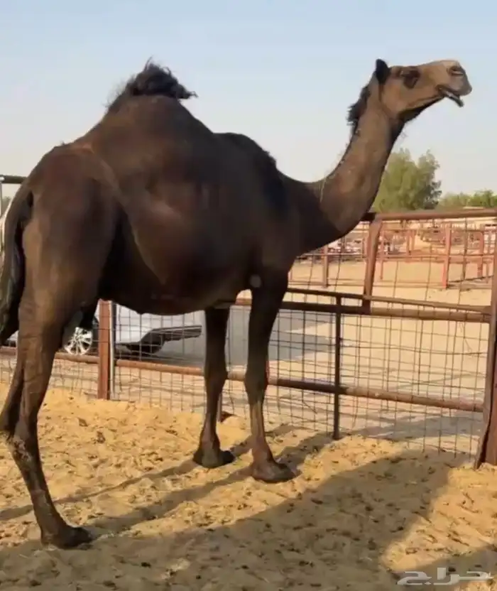 لقحه متلي 0