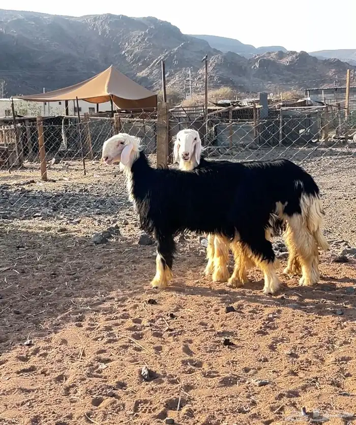 رخال نجد جذعات 3