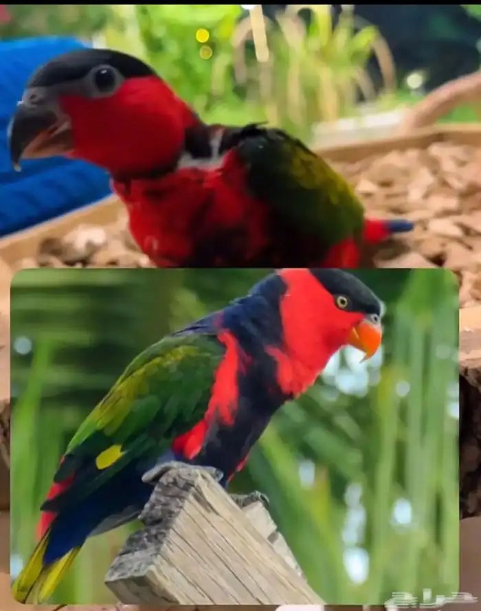 لوري بلاك كاب 0