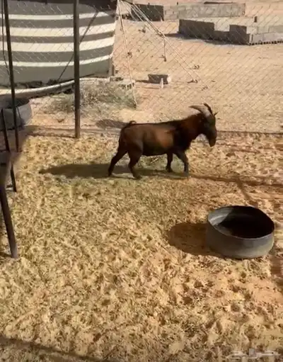 تيس قزم رباع 0