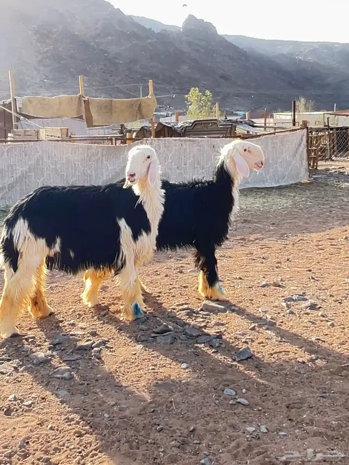 رخال نجد جذعات 2