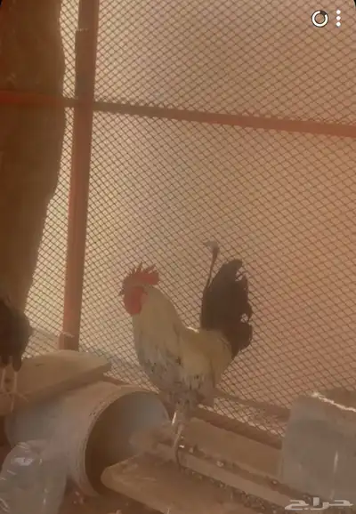 دجاج 0
