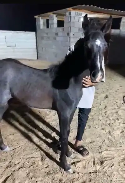 مزاد هجر لبيع وعرض الخيل 0