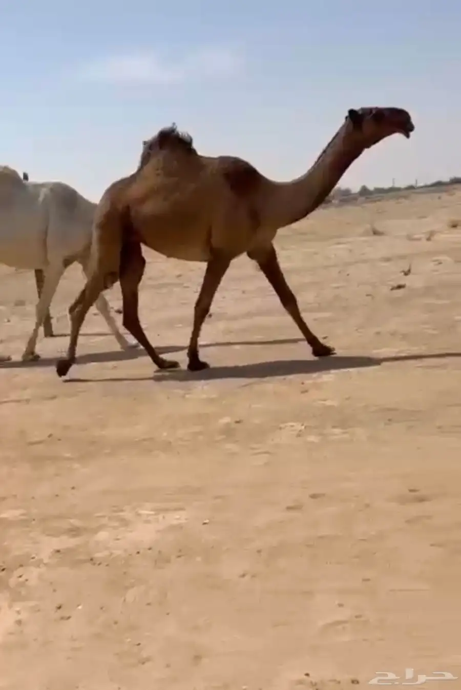 للبيع بكره لقيه دبيانيه وعلى جميع الشروط 0