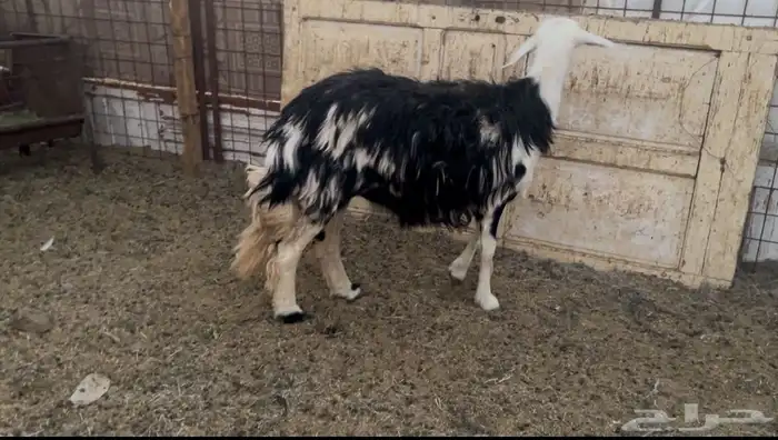 للبيع رخل فل شحم وجبره ناهيه 0