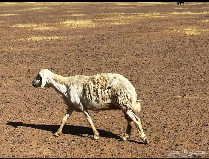 للبيع غنم مضربه على فحول طيبه 8