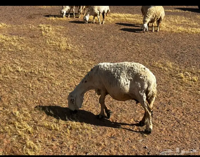 للبيع غنم مضربه على فحول طيبه 6
