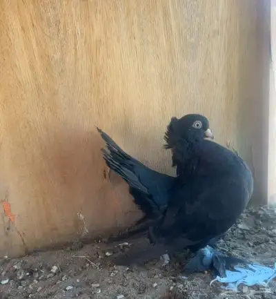 جوز كرنقو 0