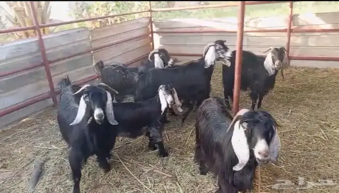معزا مضاريع 1
