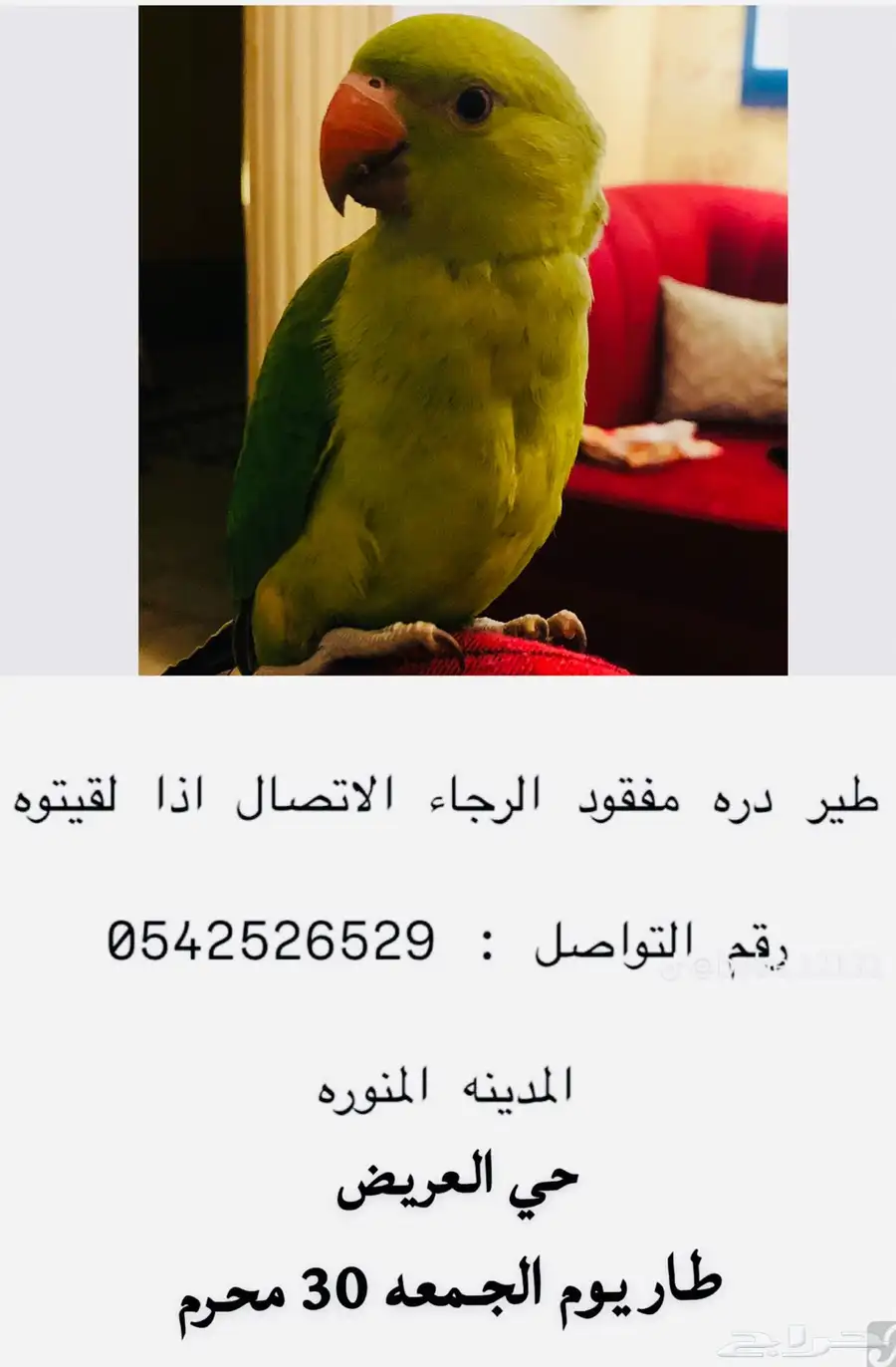 مفقود طائر الدره index
