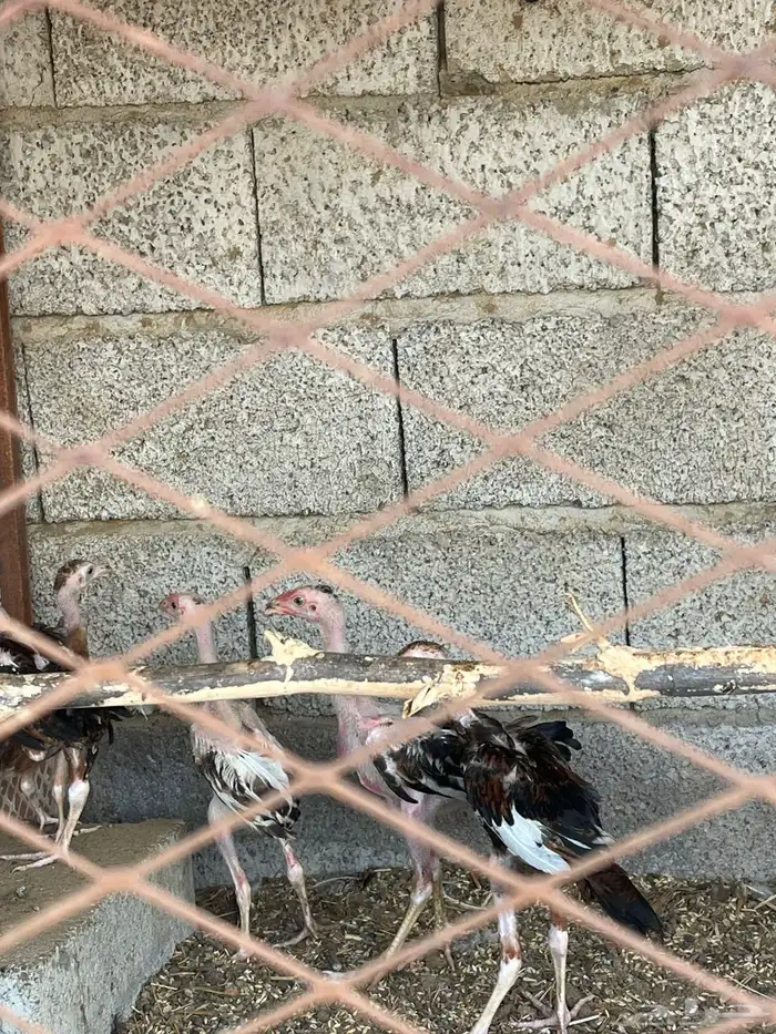 دجاج شام للبيع 3