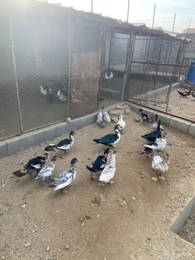 اعرض لكم بط عمر 5 شهور 0