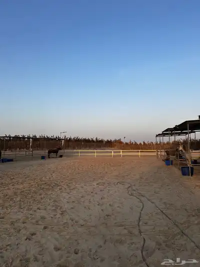 مربط سما للخيل العربيه الاصيله 2