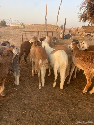 ذبائح سواكن مرابي جذعان 0