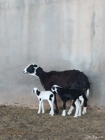 بيعت الله يبارك له نجديه متوم 1