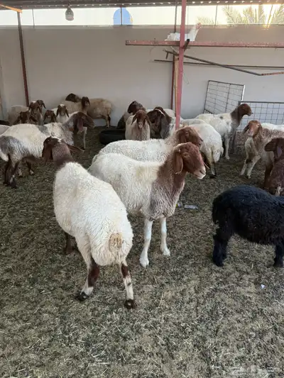 للبيع غنم نعيم العدد 49 2