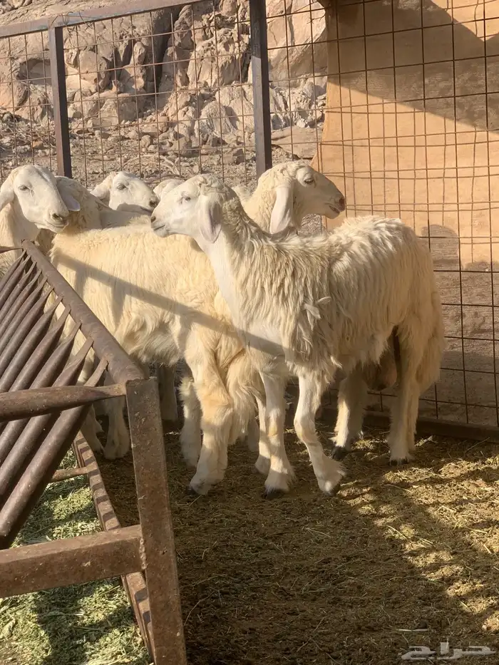 طليان حريه العدد19 0