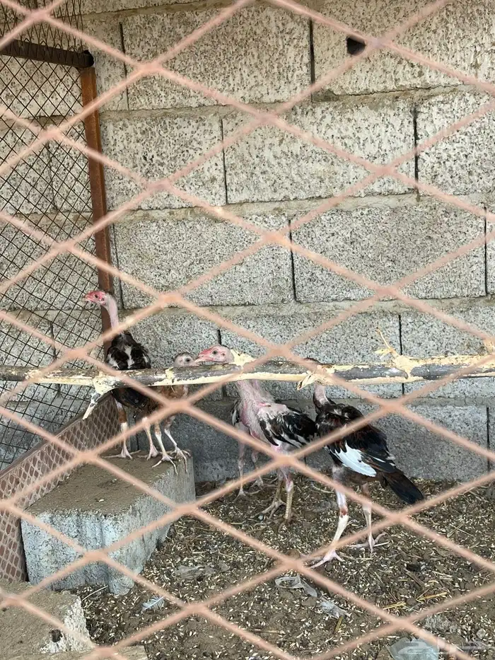 دجاج شام للبيع 1