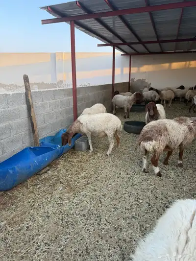 للبيع غنم نعيم العدد 49 1