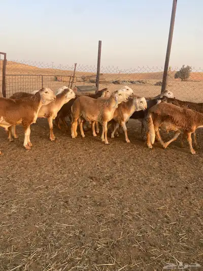 ذبائح سواكن مرابي جذعان 5